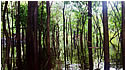 Flights to Rio de Janeiro Brazil Amazon river tour slide 8 swamps on the River Amazon Brazil